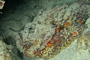 Synanceia-verrucosa Poisson pierre-Praslin Anse petite cour-6m-20190611nuit-Denis-ADER-DSC_9358_tn